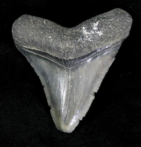 Serrated Juvenile Megalodon Tooth - Florida #21170